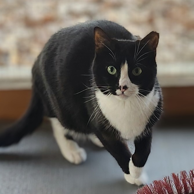 Speckle, an adoptable Domestic Short Hair in Brighton, MO, 65617 | Photo Image 6