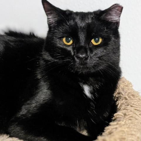 Indigo, an adoptable Domestic Short Hair in Brighton, MO, 65617 | Photo Image 1