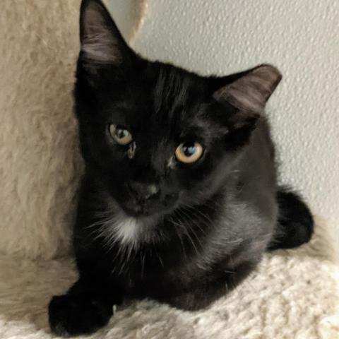 Indigo, an adoptable Domestic Short Hair in Brighton, MO, 65617 | Photo Image 2