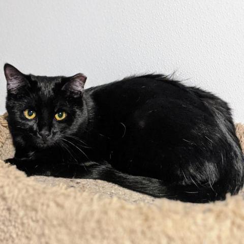 Indigo, an adoptable Domestic Short Hair in Brighton, MO, 65617 | Photo Image 3