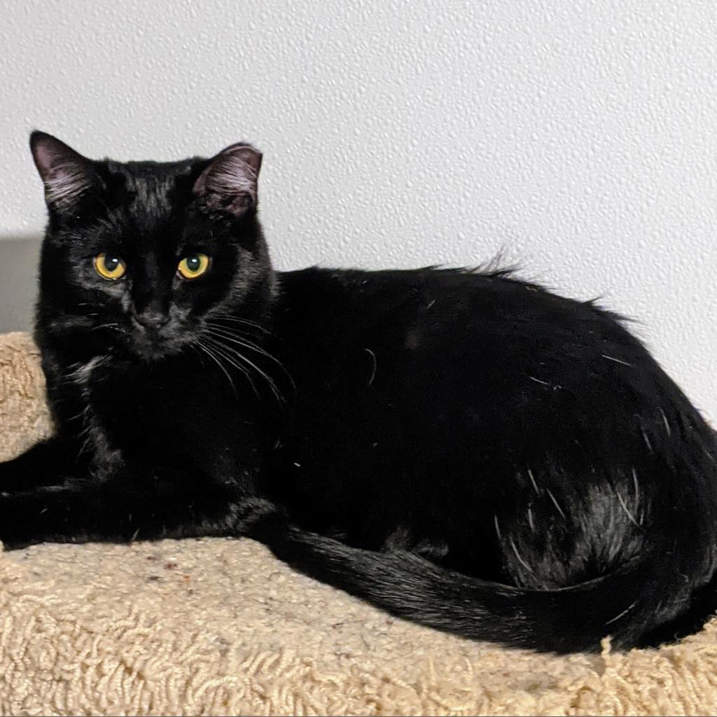 Indigo, an adoptable Domestic Short Hair in Brighton, MO, 65617 | Photo Image 3