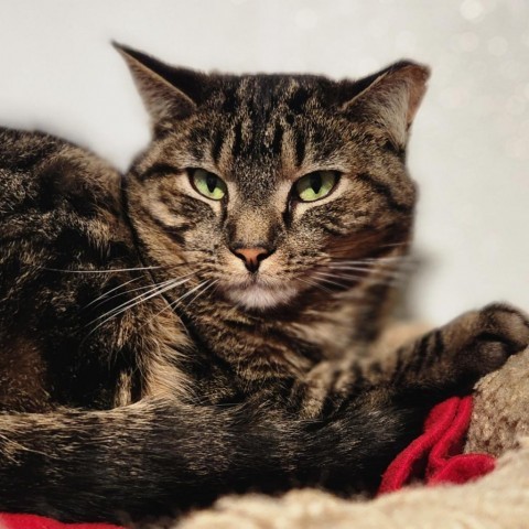 Azure, an adoptable Domestic Short Hair in Brighton, MO, 65617 | Photo Image 1