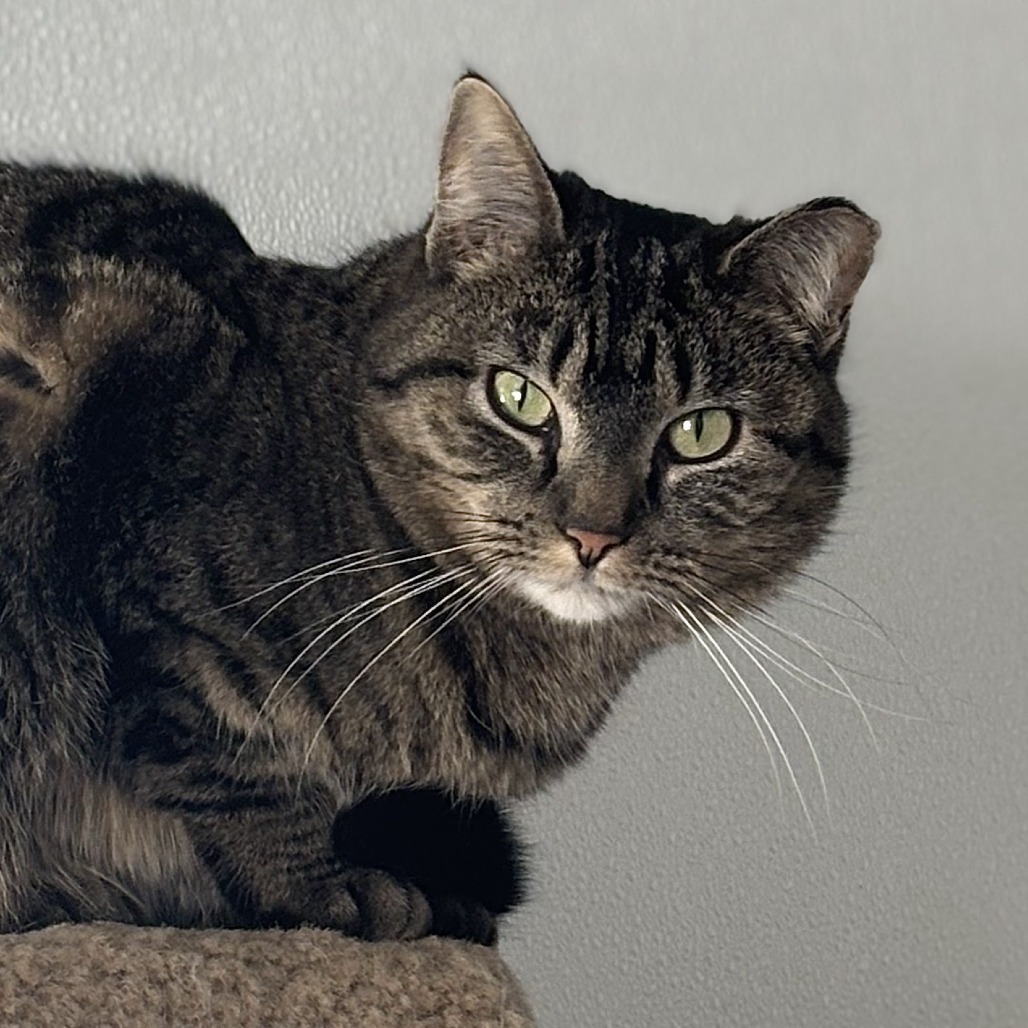 Azure, an adoptable Domestic Short Hair in Brighton, MO, 65617 | Photo Image 1