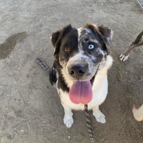 Poptie, an adoptable Australian Shepherd in Lompoc, CA, 93436 | Photo Image 2