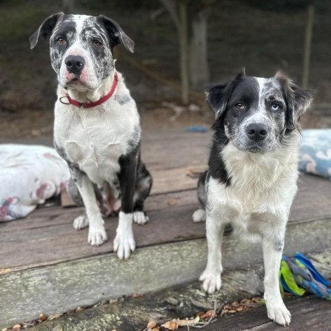 Poptie, an adoptable Australian Shepherd in Lompoc, CA, 93436 | Photo Image 3