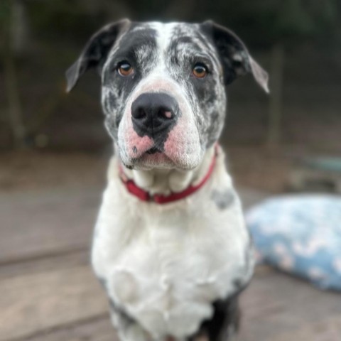 Esther, an adoptable Australian Shepherd in Lompoc, CA, 93436 | Photo Image 1