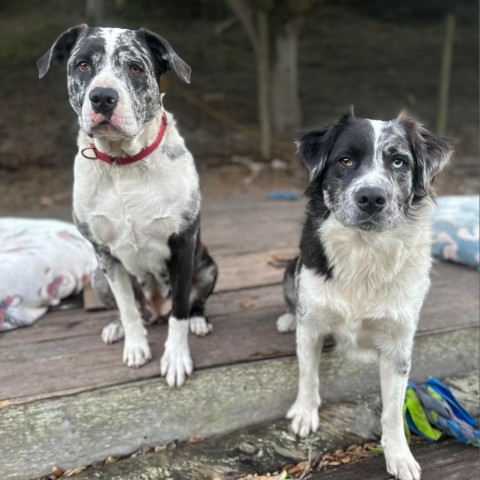 Esther, an adoptable Australian Shepherd in Lompoc, CA, 93436 | Photo Image 3