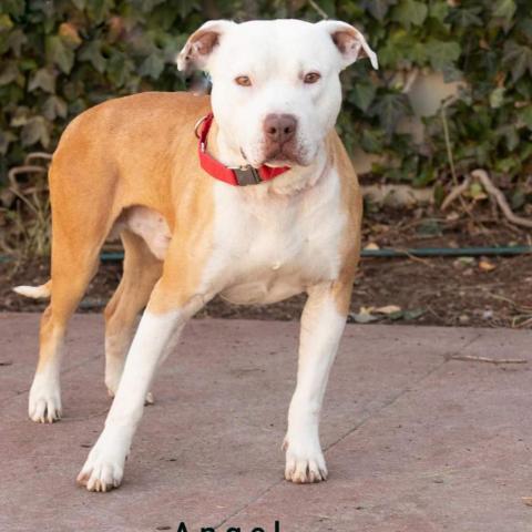 Angel - PAWS, an adoptable Mixed Breed in Las Cruces, NM, 88001 | Photo Image 3