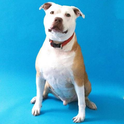 Angel - PAWS, an adoptable Mixed Breed in Las Cruces, NM, 88001 | Photo Image 6