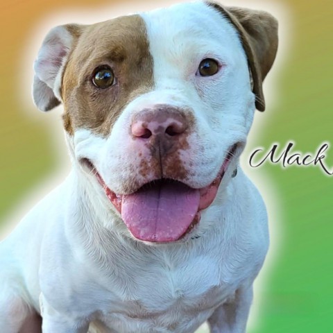 Mack - PAWS, an adoptable American Staffordshire Terrier, American Bulldog in Las Cruces, NM, 88001 | Photo Image 1