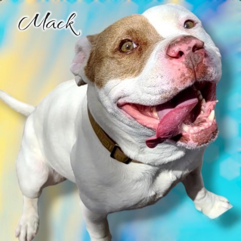 Mack - PAWS, an adoptable American Staffordshire Terrier, American Bulldog in Las Cruces, NM, 88001 | Photo Image 2