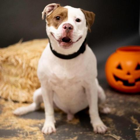 Mack - PAWS, an adoptable American Staffordshire Terrier, American Bulldog in Las Cruces, NM, 88001 | Photo Image 3