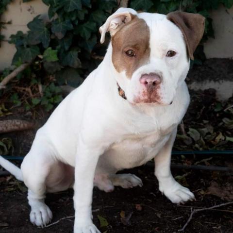 Mack - PAWS, an adoptable American Staffordshire Terrier, American Bulldog in Las Cruces, NM, 88001 | Photo Image 4