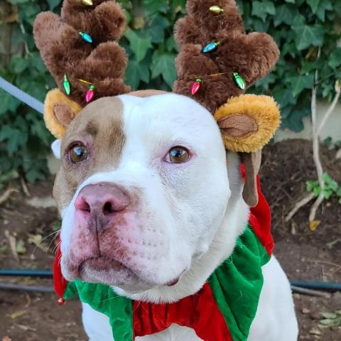 Mack - PAWS, an adoptable American Staffordshire Terrier, American Bulldog in Las Cruces, NM, 88001 | Photo Image 5