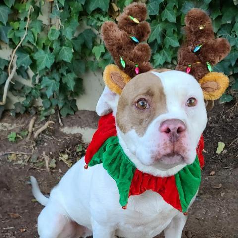 Mack - PAWS, an adoptable American Staffordshire Terrier, American Bulldog in Las Cruces, NM, 88001 | Photo Image 6