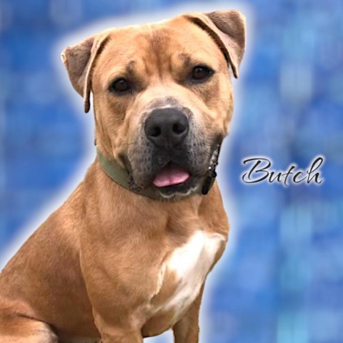 Butch - PAWS, an adoptable Mixed Breed in Las Cruces, NM, 88001 | Photo Image 1