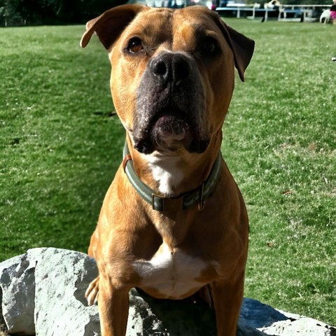 Butch - PAWS, an adoptable Mixed Breed in Las Cruces, NM, 88001 | Photo Image 2