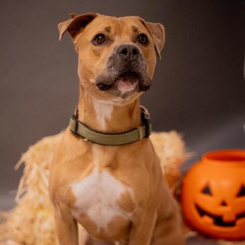 Butch - PAWS, an adoptable Mixed Breed in Las Cruces, NM, 88001 | Photo Image 3