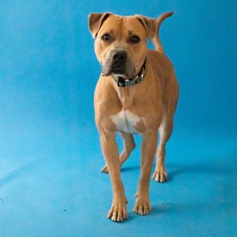 Butch - PAWS, an adoptable Mixed Breed in Las Cruces, NM, 88001 | Photo Image 4