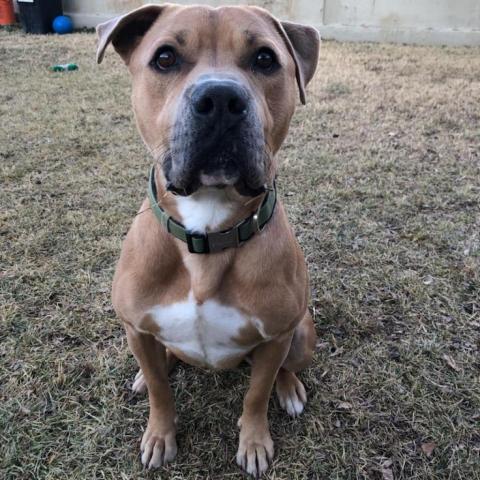 Butch - PAWS, an adoptable Mixed Breed in Las Cruces, NM, 88001 | Photo Image 5