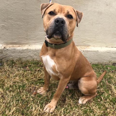 Butch - PAWS, an adoptable Mixed Breed in Las Cruces, NM, 88001 | Photo Image 6