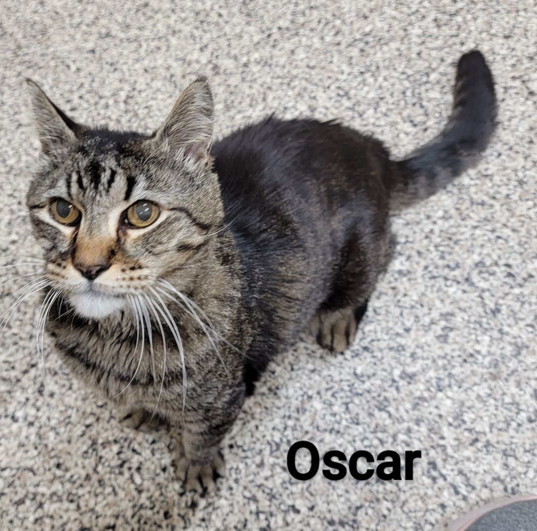 Oscar Update detail page