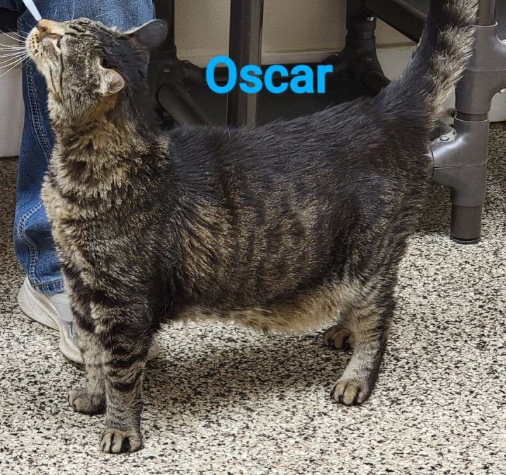 Oscar, an adoptable Domestic Short Hair Mix in Madras, OR_image-2