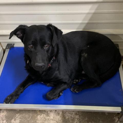 Waylon, an adoptable Mixed Breed in Blytheville, AR, 72315 | Photo Image 1