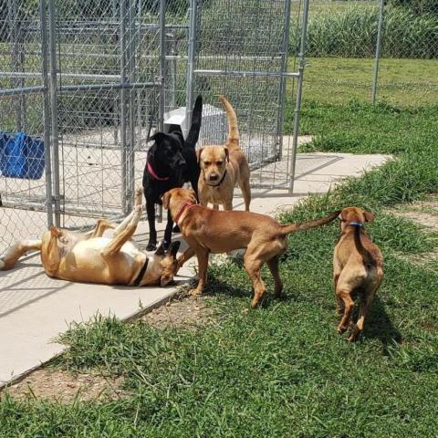 Waylon, an adoptable Mixed Breed in Blytheville, AR, 72315 | Photo Image 2