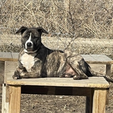 Stitch, an adoptable American Staffordshire Terrier, Mixed Breed in Blytheville, AR, 72315 | Photo Image 2