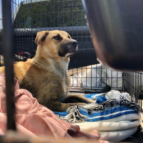 Olive, an adoptable Belgian Shepherd / Malinois, Mixed Breed in Blytheville, AR, 72315 | Photo Image 3