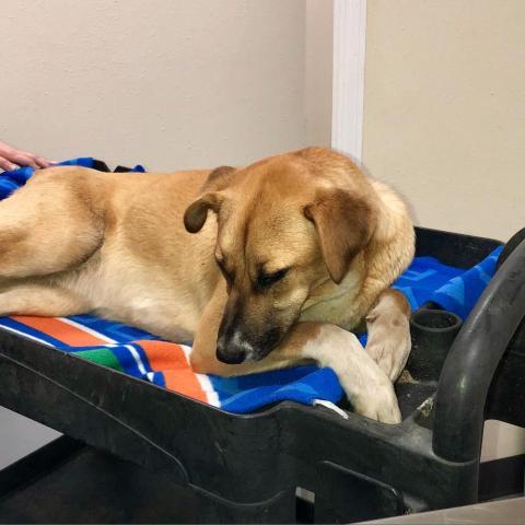 Olive, an adoptable Belgian Shepherd / Malinois, Mixed Breed in Blytheville, AR, 72315 | Photo Image 6