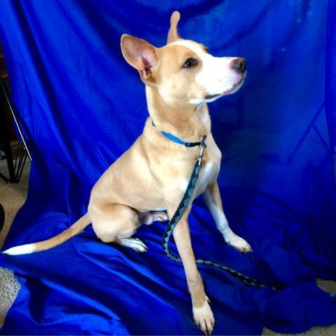 Sam, an adoptable Ibizan Hound, Mixed Breed in Blytheville, AR, 72315 | Photo Image 1