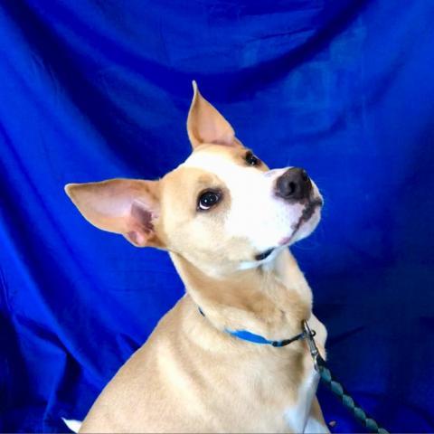 Sam, an adoptable Ibizan Hound, Mixed Breed in Blytheville, AR, 72315 | Photo Image 2