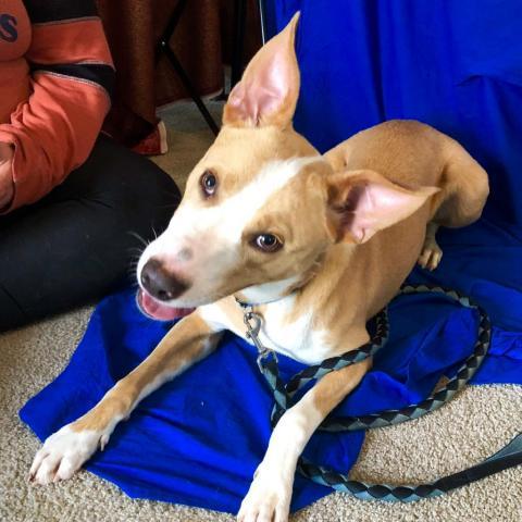 Sam, an adoptable Ibizan Hound, Mixed Breed in Blytheville, AR, 72315 | Photo Image 4