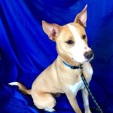 Sam, an adoptable Ibizan Hound, Mixed Breed in Blytheville, AR, 72315 | Photo Image 5