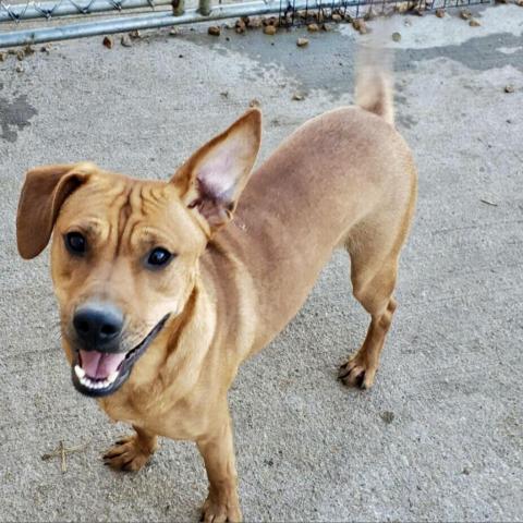 Mickey, an adoptable Mixed Breed in Blytheville, AR, 72315 | Photo Image 1