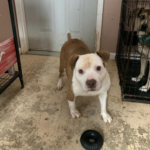 Vickie, an adoptable American Bulldog in Blytheville, AR, 72315 | Photo Image 1