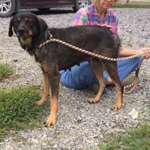 Mandy, an adoptable Hound in Blytheville, AR, 72315 | Photo Image 3