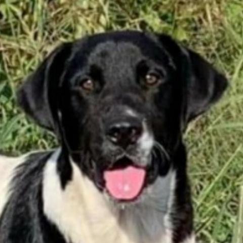 Fred, an adoptable Flat-Coated Retriever, Mixed Breed in Blytheville, AR, 72315 | Photo Image 1