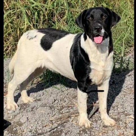 Fred, an adoptable Flat-Coated Retriever, Mixed Breed in Blytheville, AR, 72315 | Photo Image 2