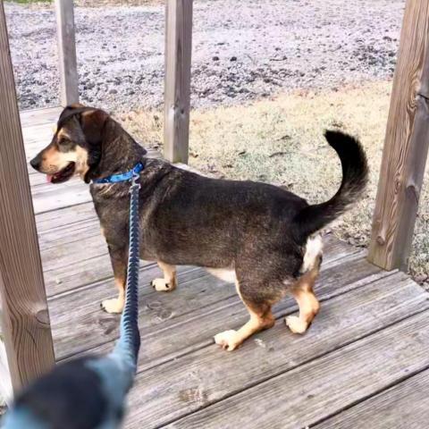 Shorty, an adoptable German Shepherd Dog, Basset Hound in Blytheville, AR, 72315 | Photo Image 1