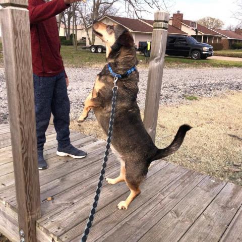 Shorty, an adoptable German Shepherd Dog, Basset Hound in Blytheville, AR, 72315 | Photo Image 2