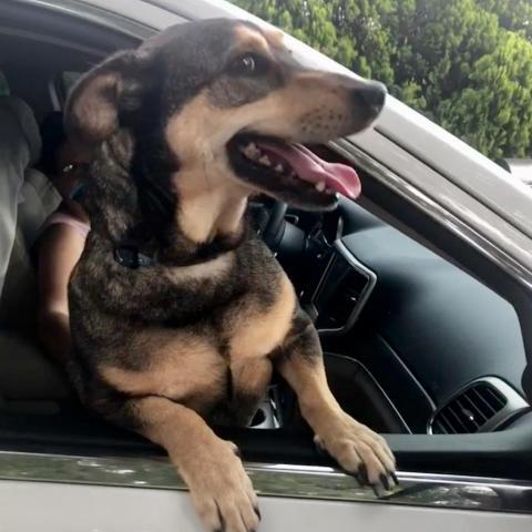 Shorty, an adoptable German Shepherd Dog, Basset Hound in Blytheville, AR, 72315 | Photo Image 4