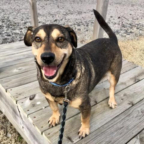 Shorty, an adoptable German Shepherd Dog, Basset Hound in Blytheville, AR, 72315 | Photo Image 5