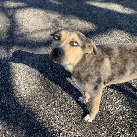 Husky and sales catahoula mix