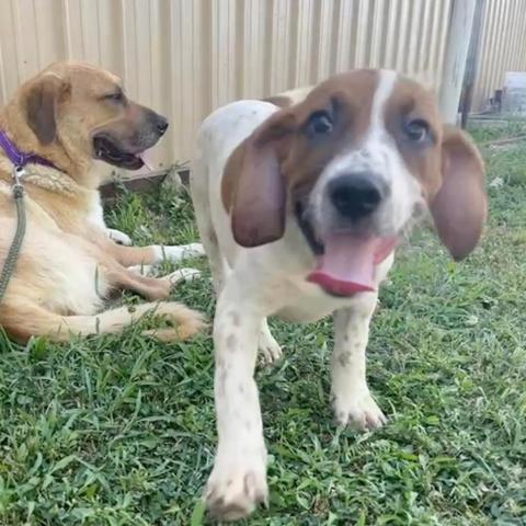 CJ, an adoptable Mixed Breed in Blytheville, AR, 72315 | Photo Image 4