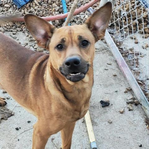 Gilley, an adoptable Mixed Breed in Blytheville, AR, 72315 | Photo Image 1