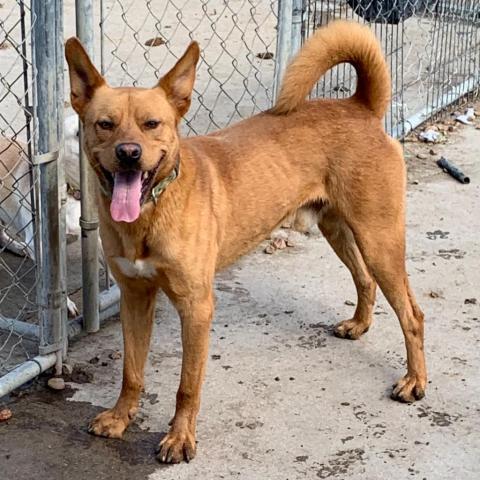 Jojo, an adoptable Mixed Breed in Blytheville, AR, 72315 | Photo Image 1