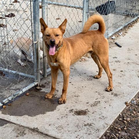 Jojo, an adoptable Mixed Breed in Blytheville, AR, 72315 | Photo Image 2